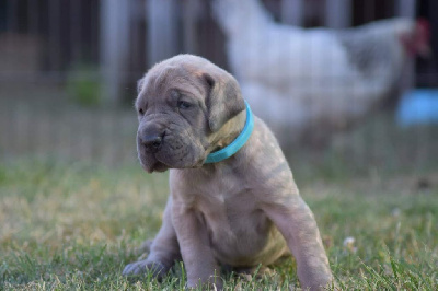 Paméla Monjoin - Dogue allemand - Portée née le 25/06/2022